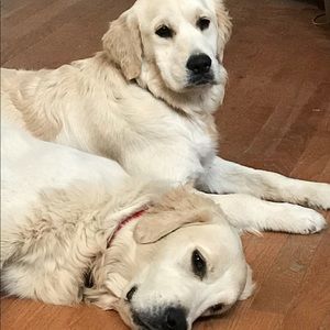 Meet your Posher, Susan